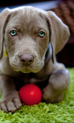 Das Cute Puppy With Red Ball Wallpaper 240x400