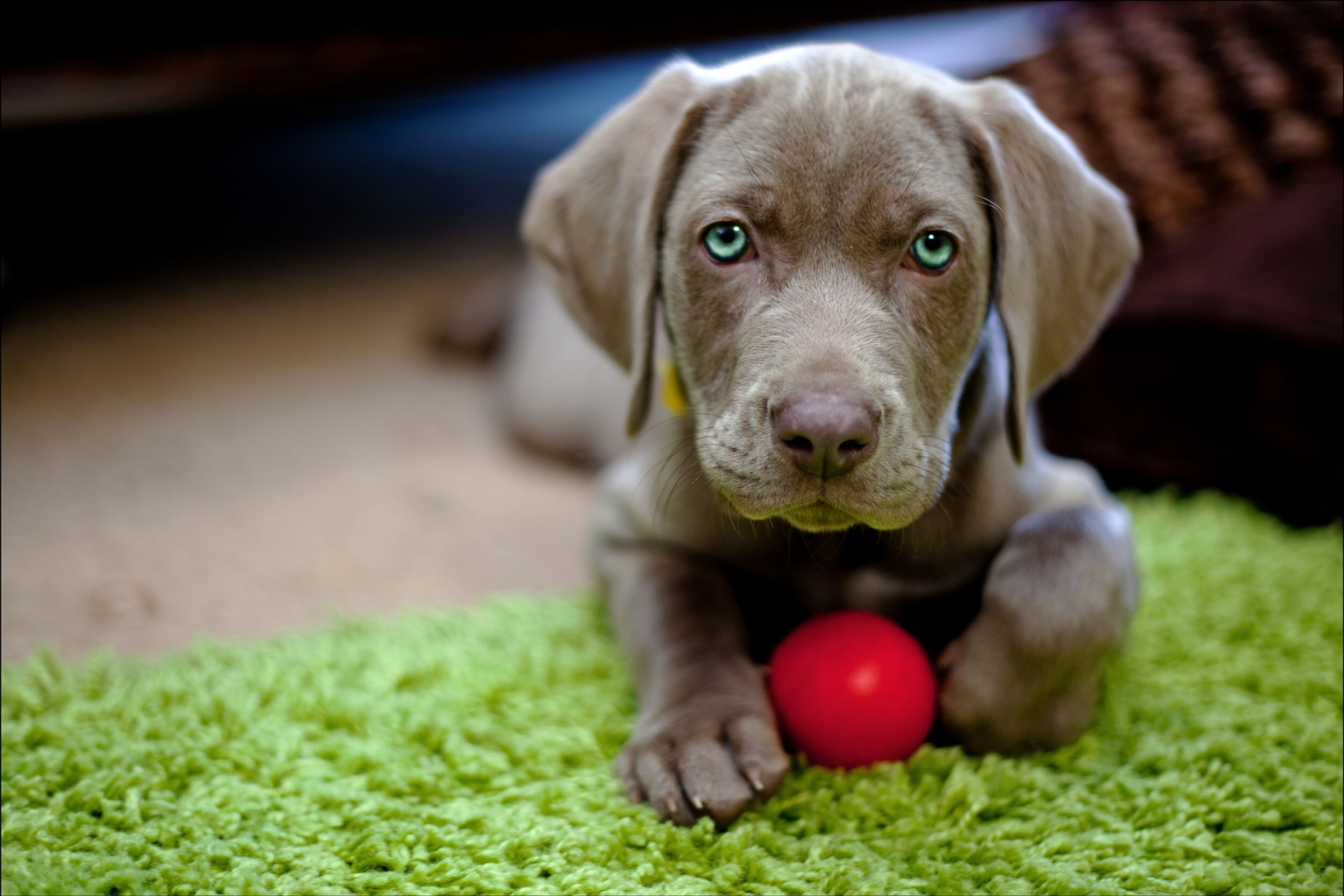 Sfondi Cute Puppy With Red Ball 2880x1920