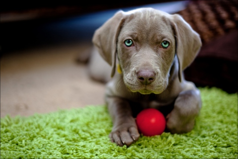 Cute Puppy With Red Ball wallpaper 480x320