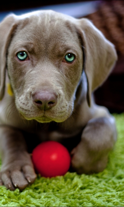 Cute Puppy With Red Ball wallpaper 480x800