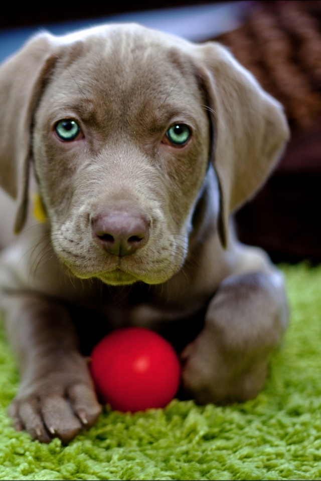 Screenshot №1 pro téma Cute Puppy With Red Ball 640x960