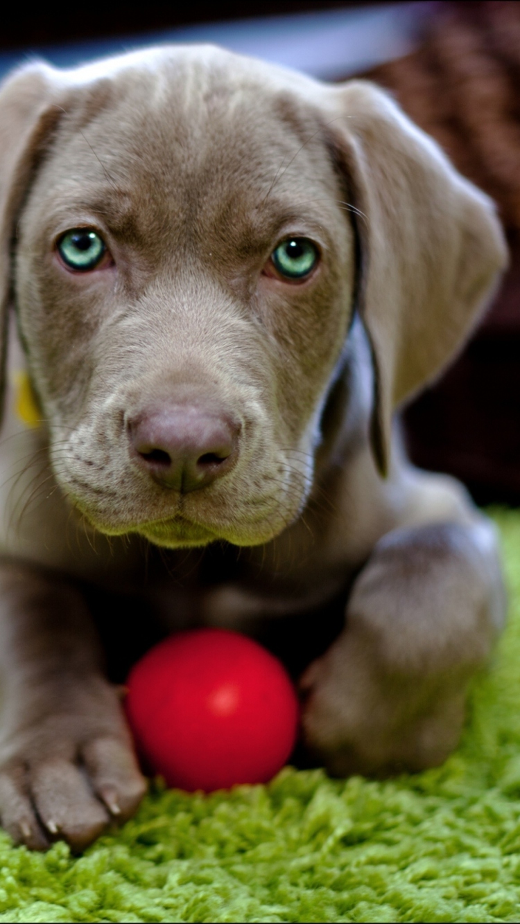 Cute Puppy With Red Ball wallpaper 750x1334