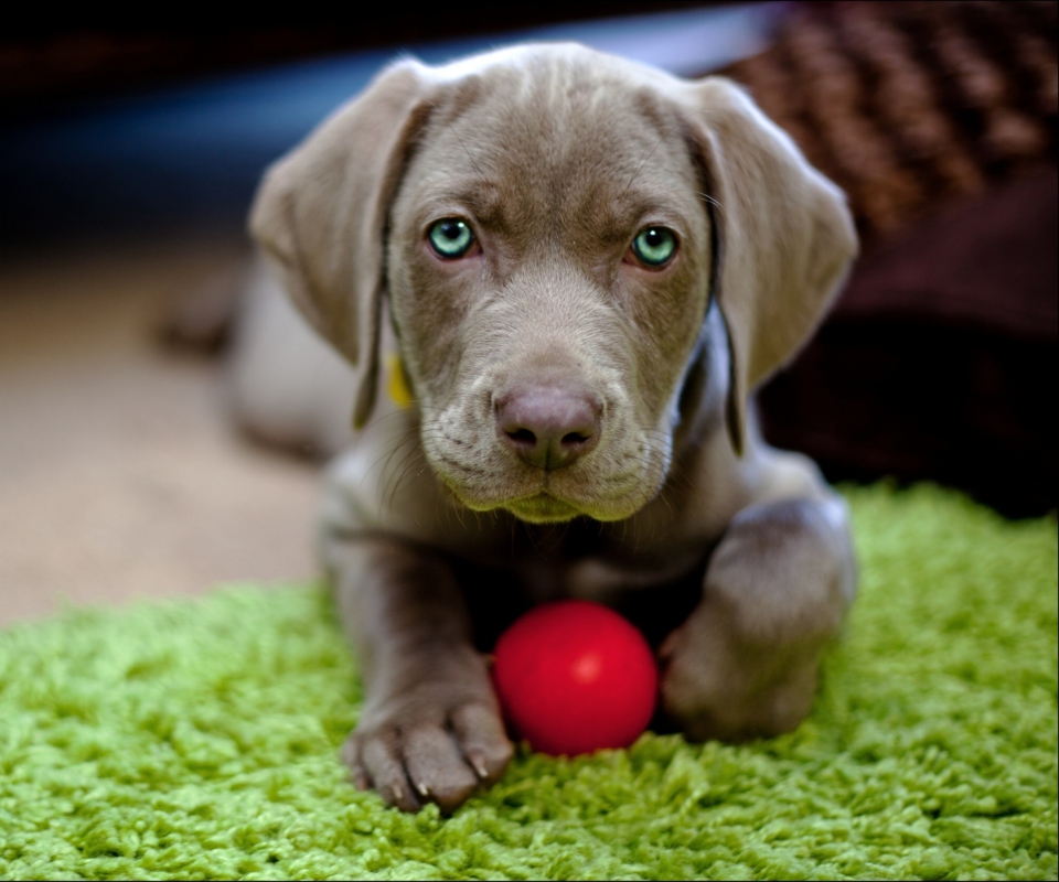 Das Cute Puppy With Red Ball Wallpaper 960x800