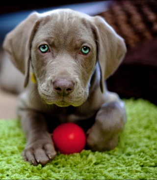 Cute Puppy With Red Ball - Obrázkek zdarma pro Nokia Lumia 800