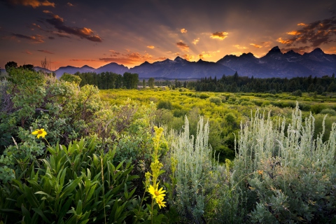 Das Wyoming National Park In Usa Wallpaper 480x320