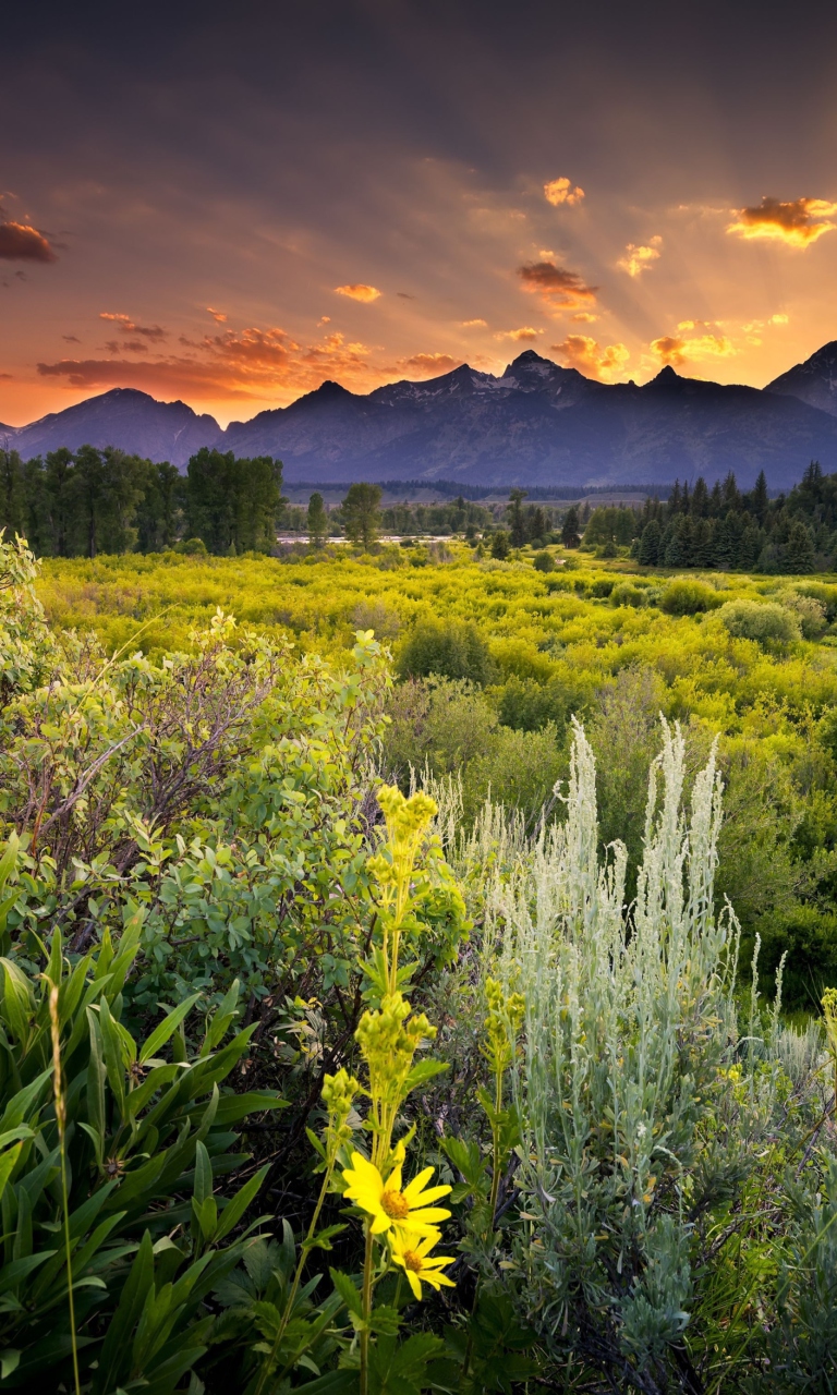 Sfondi Wyoming National Park In Usa 768x1280