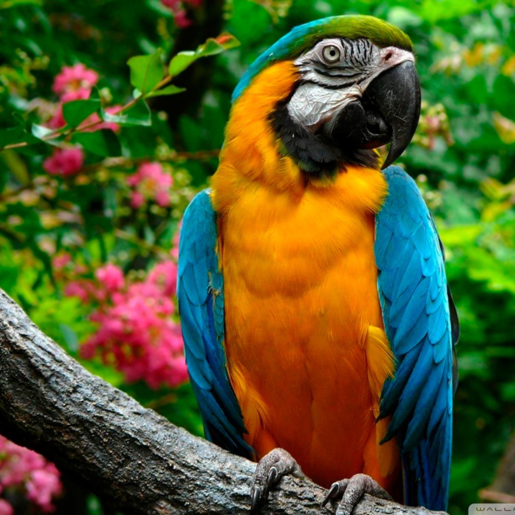 Sfondi Amazing Parrot 1024x1024