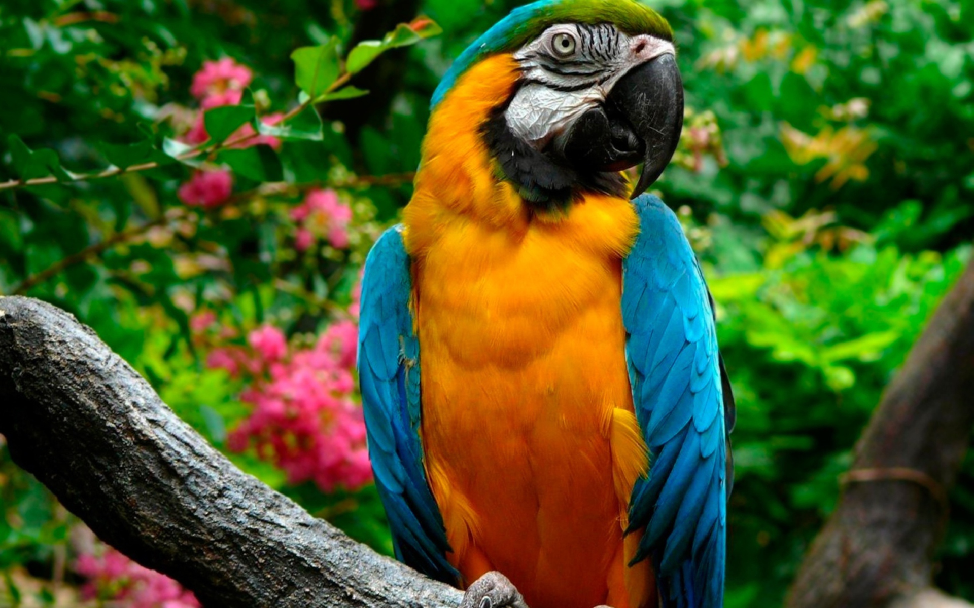 Sfondi Amazing Parrot 1920x1200