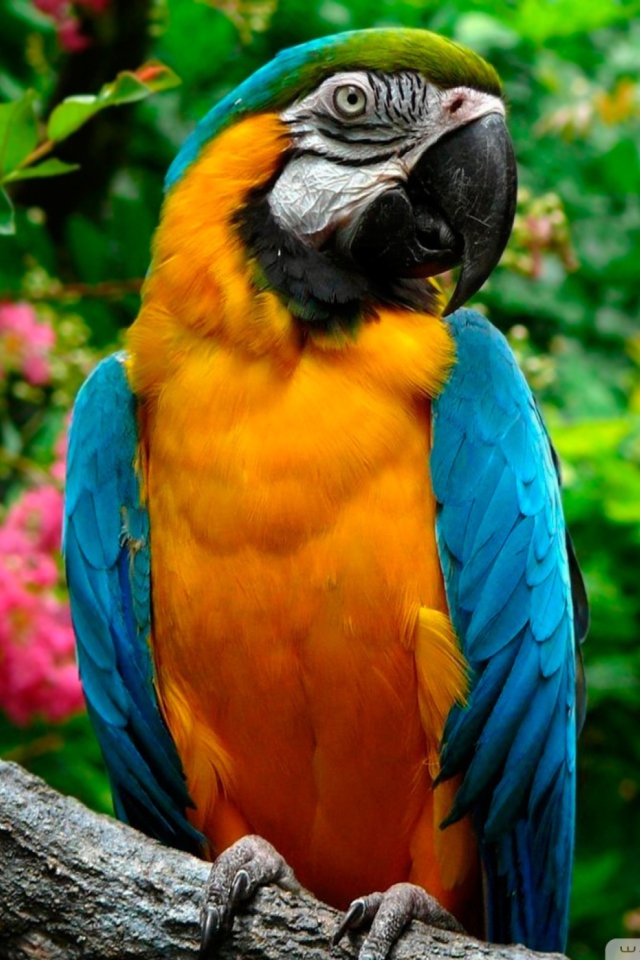 Fondo de pantalla Amazing Parrot 640x960