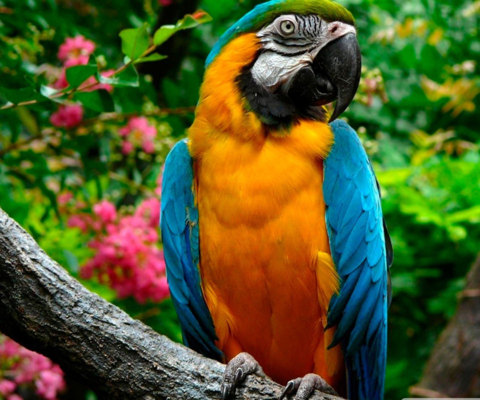 Amazing Parrot wallpaper 960x800