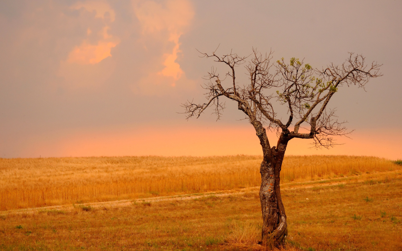 Wheat Filed wallpaper 1280x800