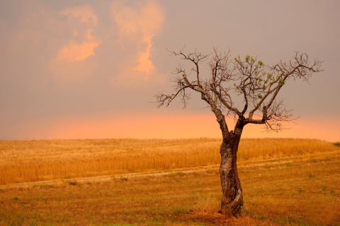 Fondo de pantalla Wheat Filed 480x320