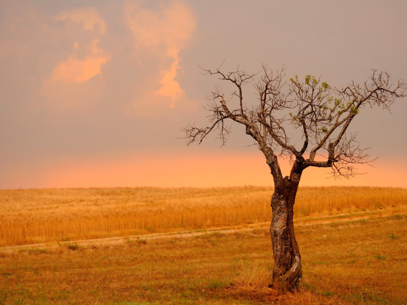 Wheat Filed wallpaper 800x600