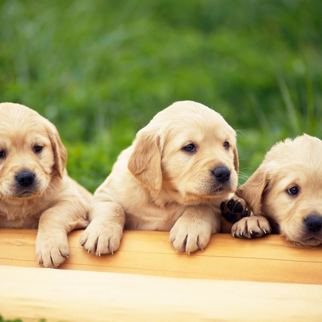 Puppies wallpaper 1024x1024