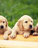 Puppies wallpaper 128x160