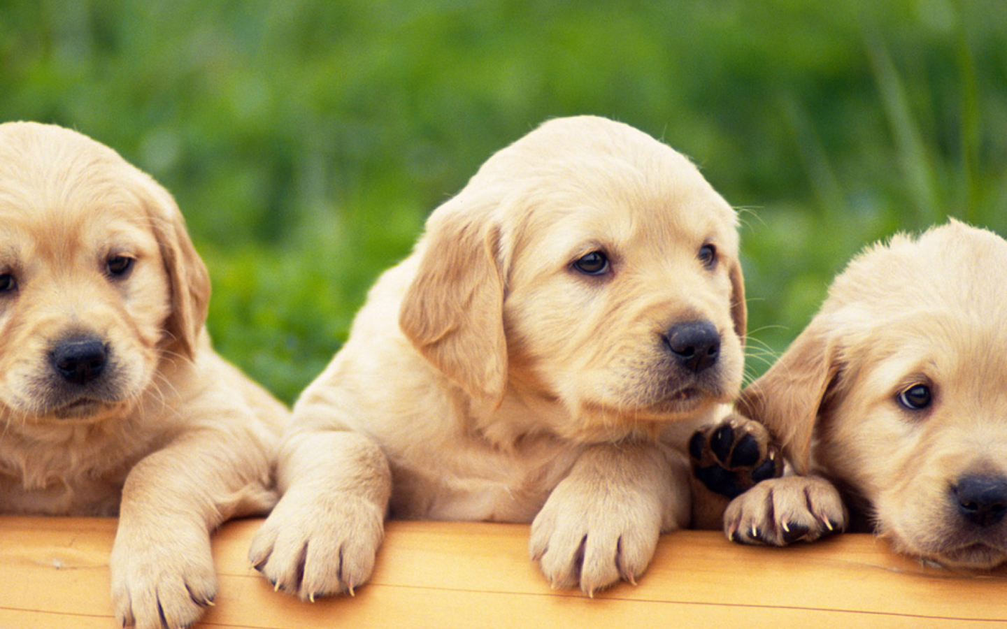 Fondo de pantalla Puppies 1440x900