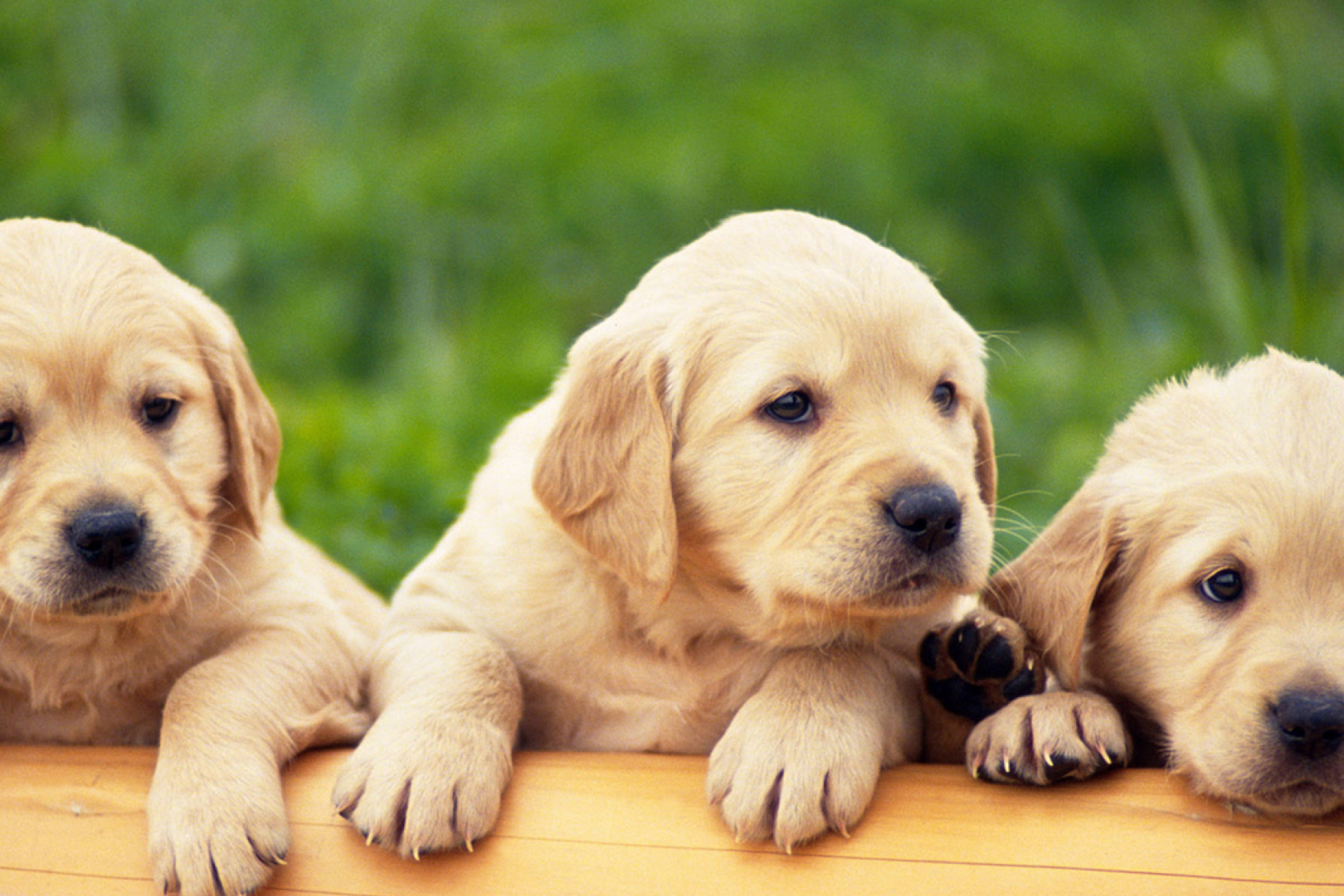 Puppies wallpaper 2880x1920