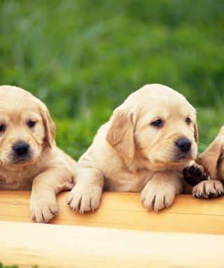 Puppies sfondi gratuiti per iPhone 5S