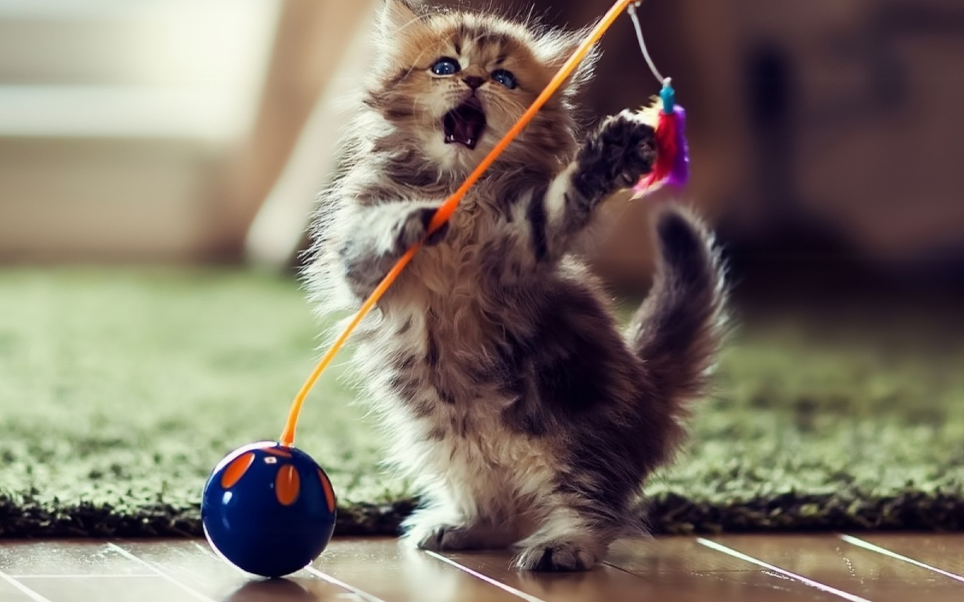 Играющий котенок скачать