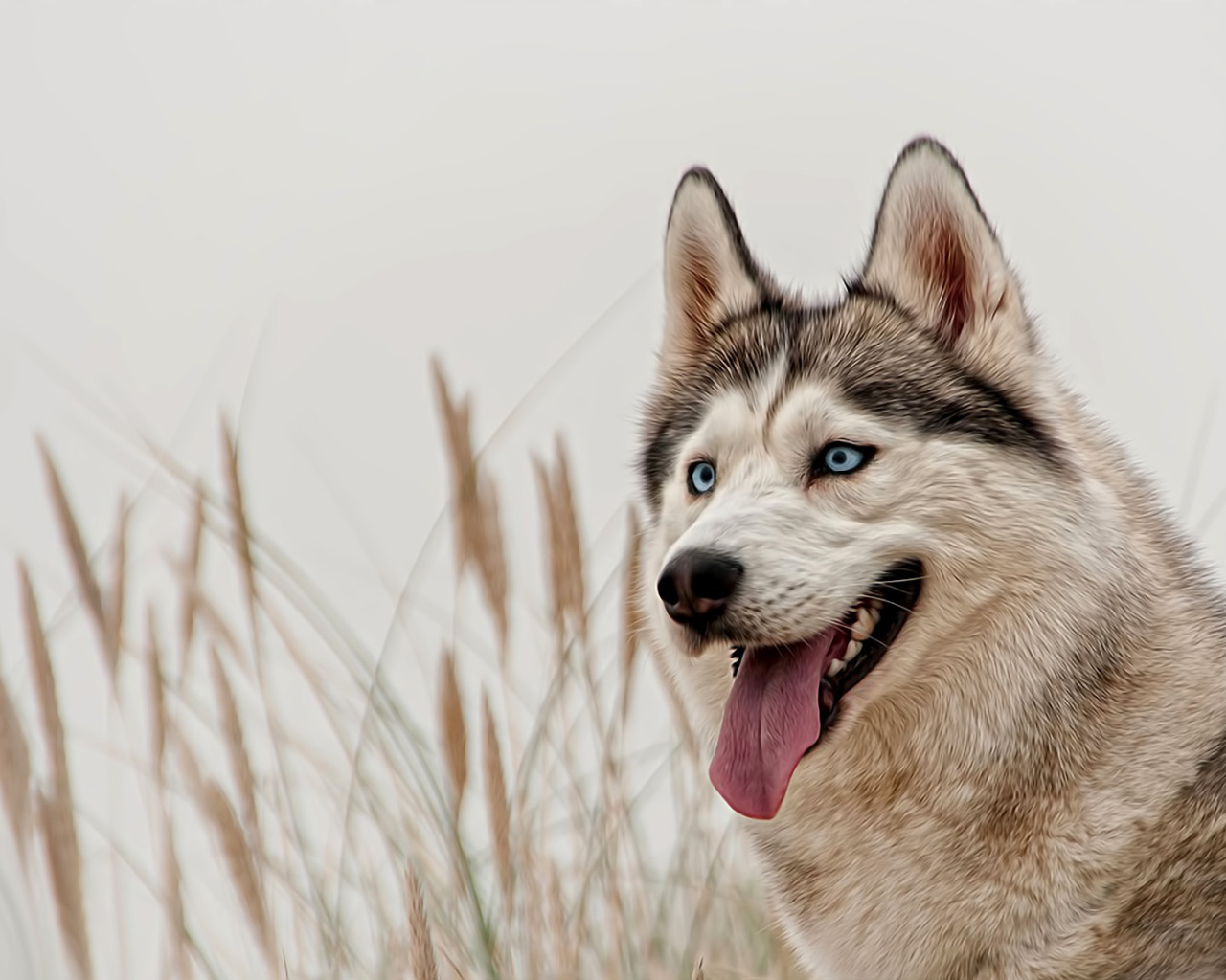 Fondo de pantalla Husky 1280x1024