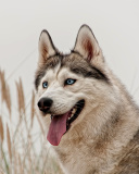 Husky screenshot #1 128x160