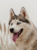 Das Husky Wallpaper 132x176