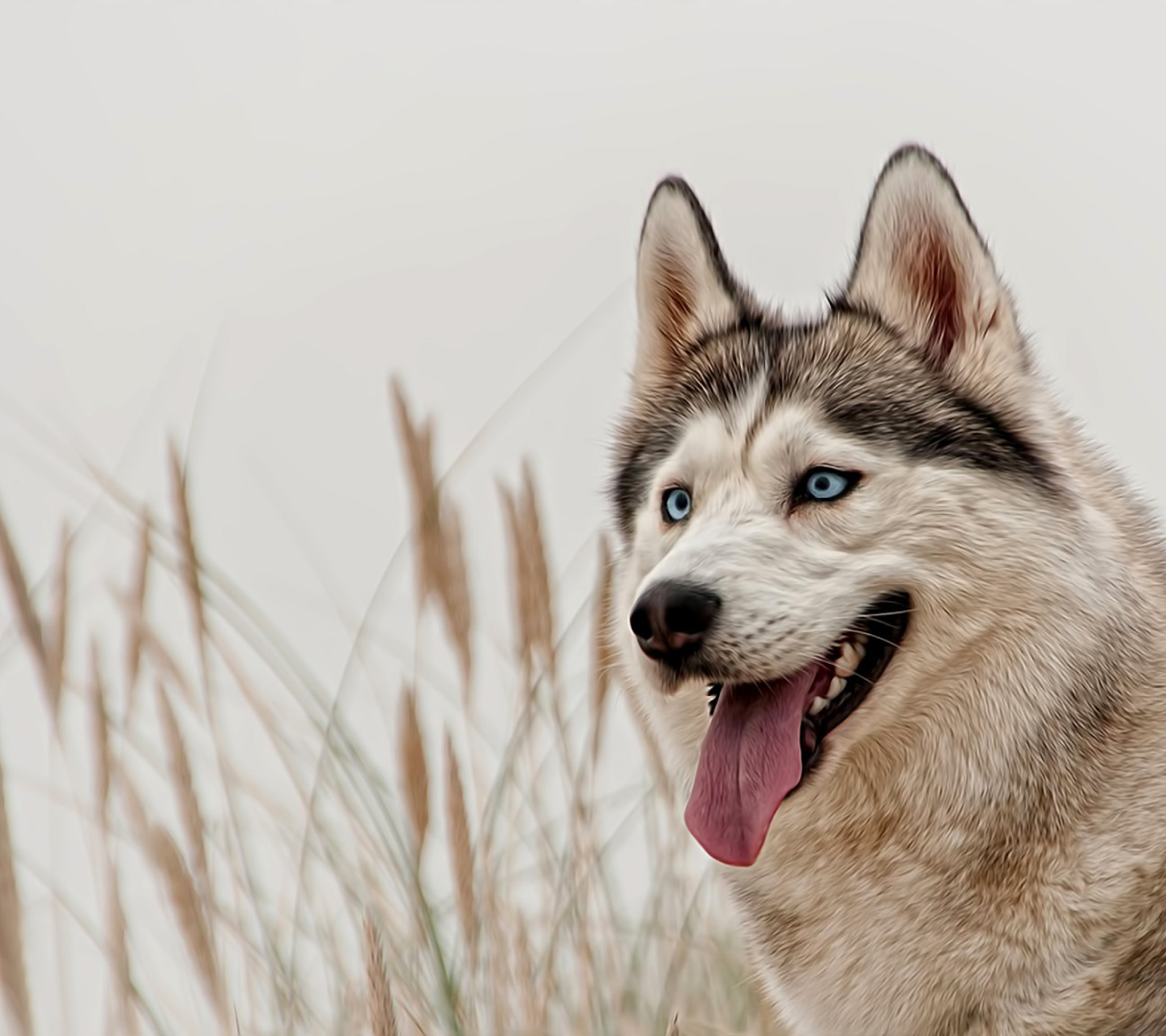 Fondo de pantalla Husky 1440x1280