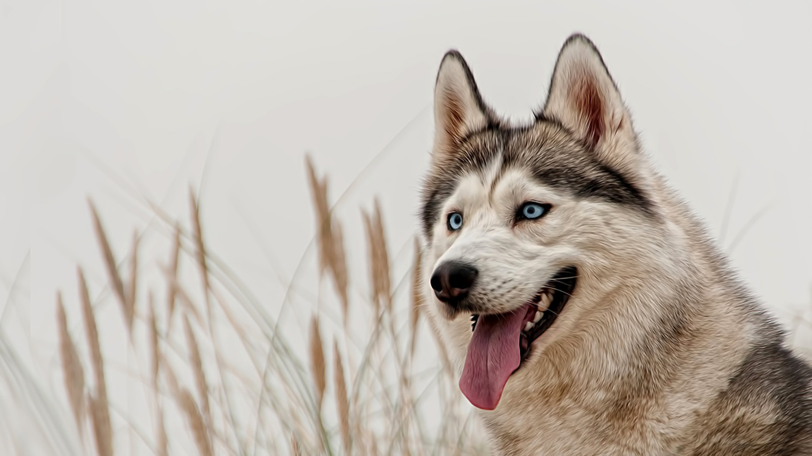 Husky wallpaper 1600x900