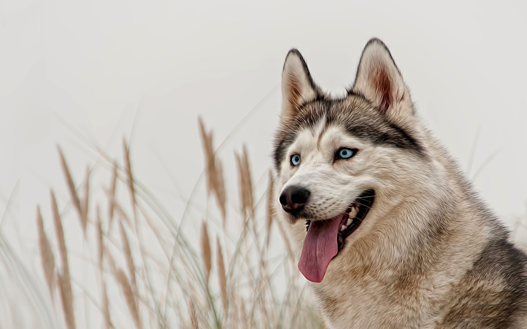 Husky wallpaper 1680x1050