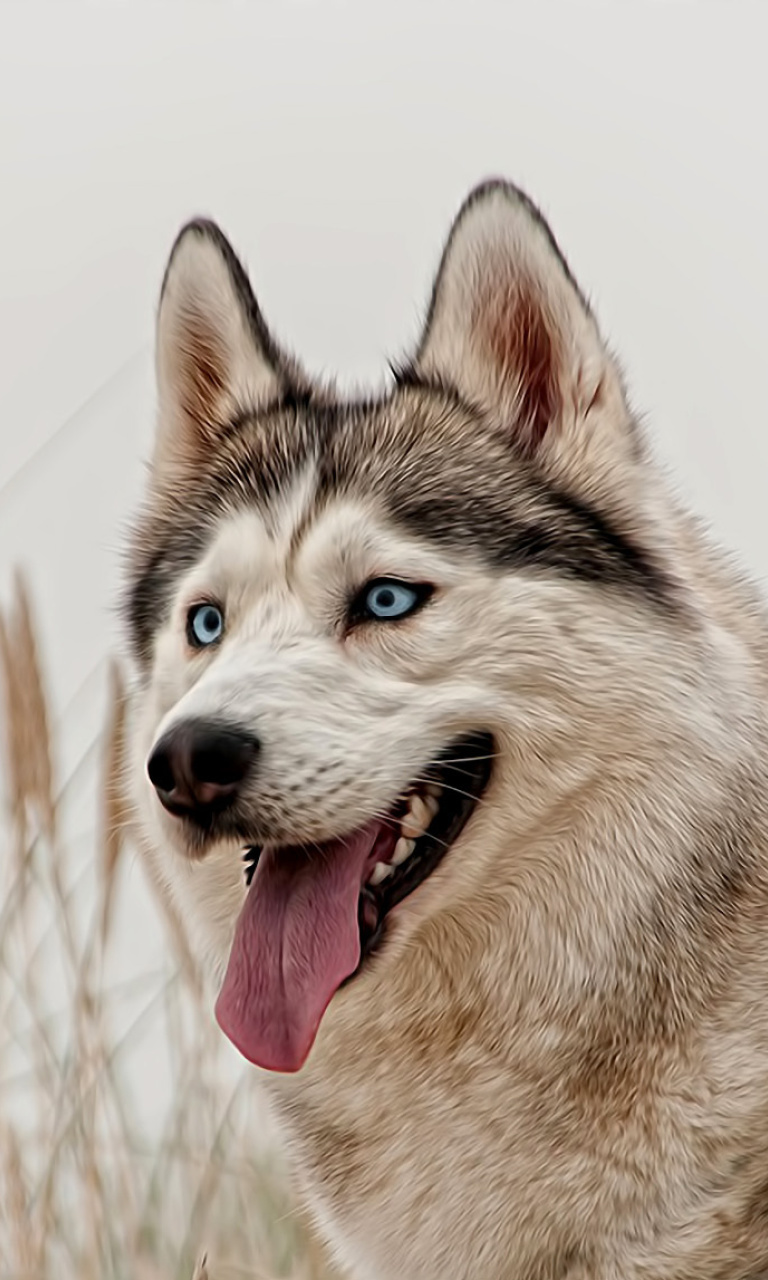 Husky wallpaper 768x1280