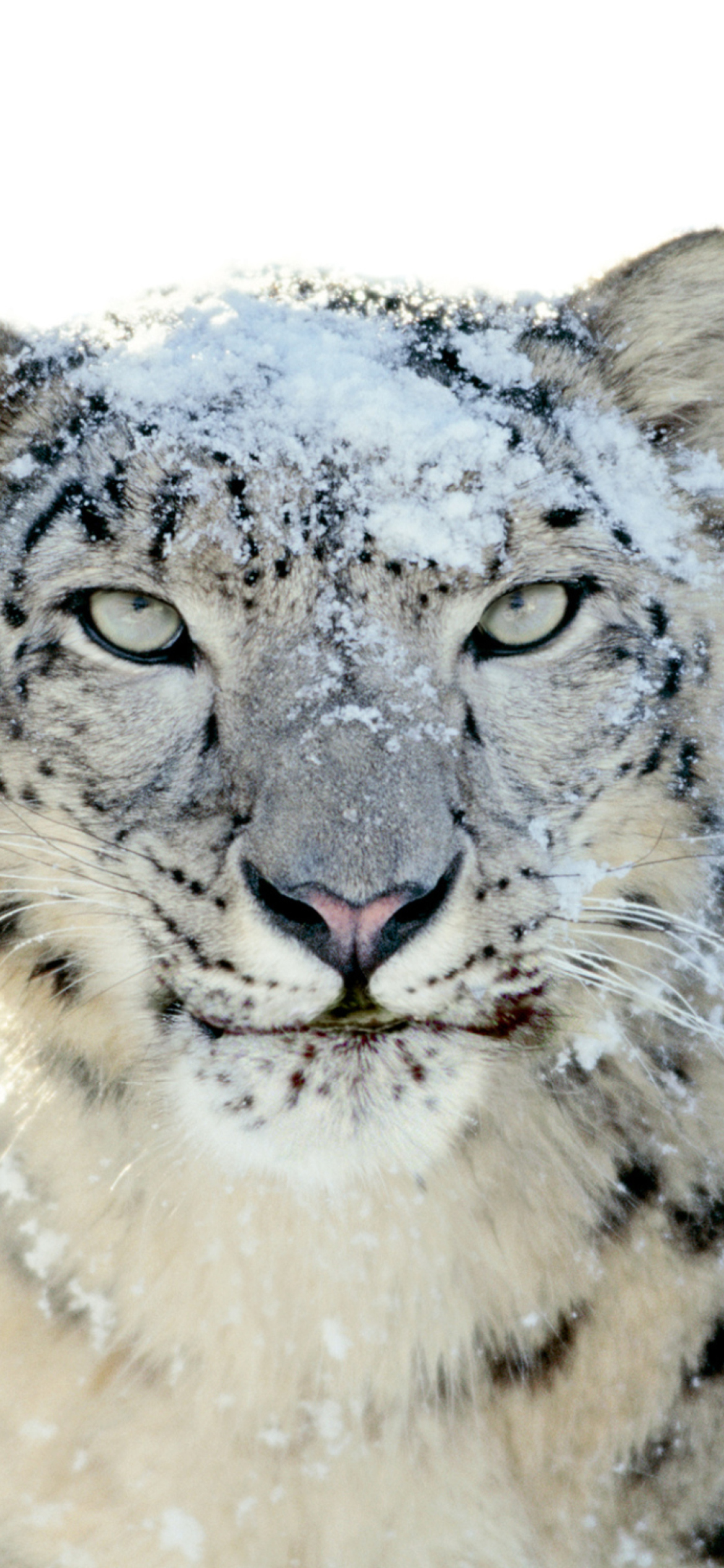 Sfondi Snow Leopard 1170x2532