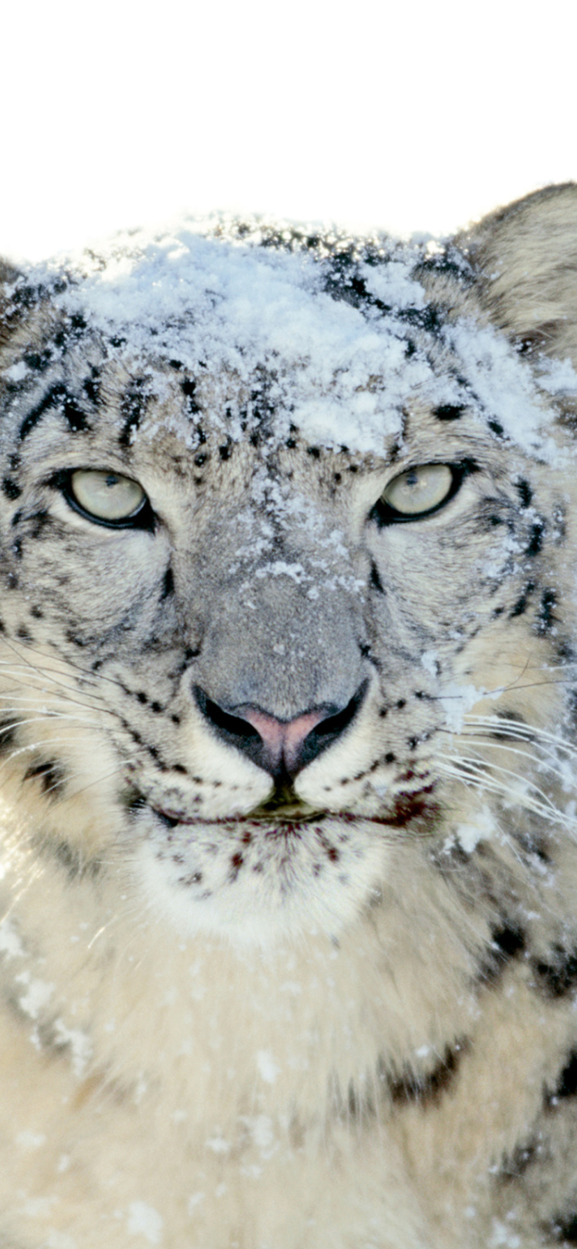 Das Snow Leopard Wallpaper 1170x2532