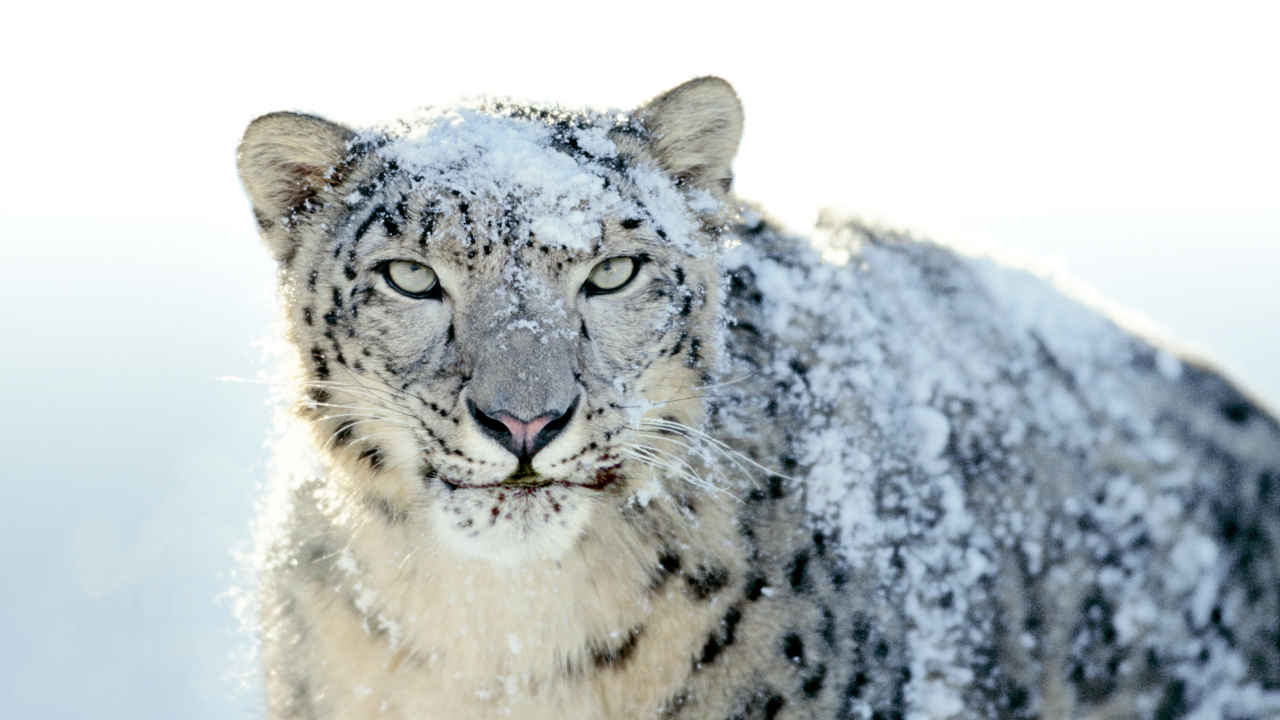 Fondo de pantalla Snow Leopard 1280x720