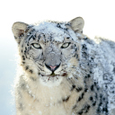 Fondo de pantalla Snow Leopard 128x128
