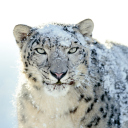 Snow Leopard wallpaper 128x128