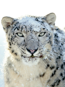 Snow Leopard screenshot #1 132x176