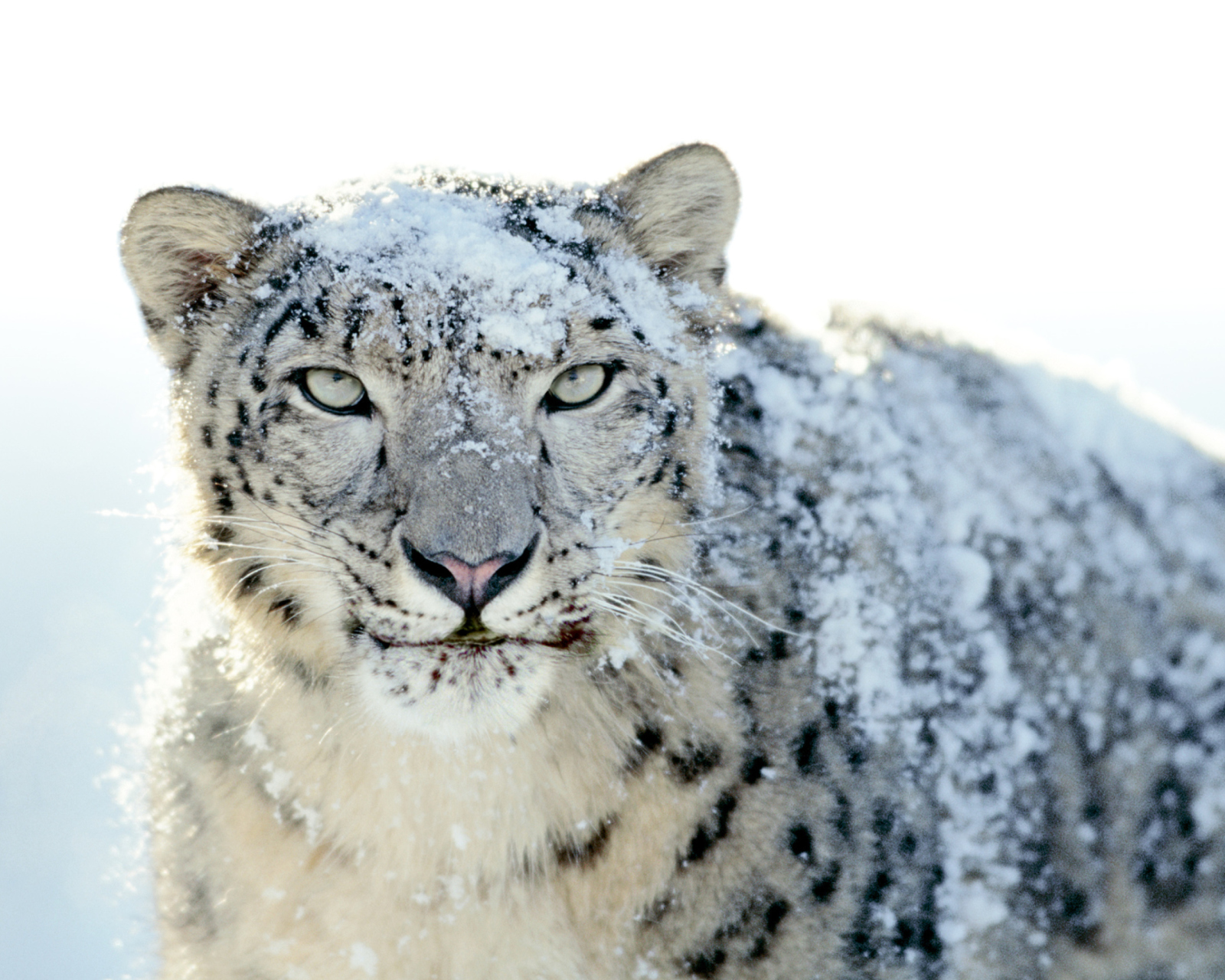 Sfondi Snow Leopard 1600x1280