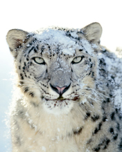 Snow Leopard wallpaper 176x220