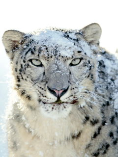 Das Snow Leopard Wallpaper 240x320