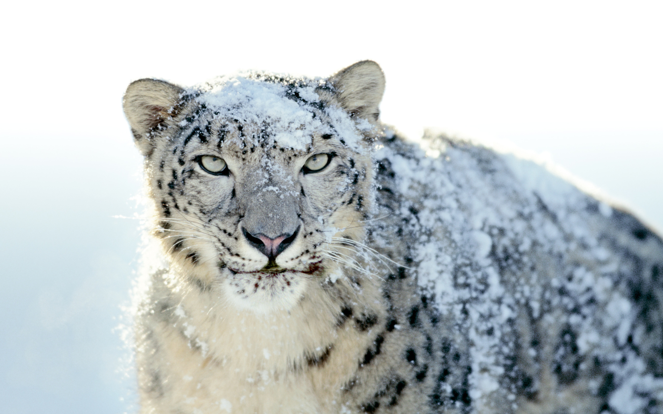 Snow Leopard wallpaper 2560x1600