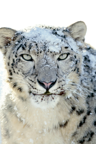 Das Snow Leopard Wallpaper 320x480