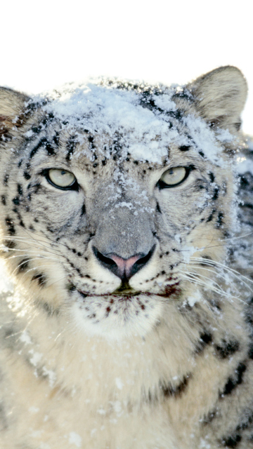 Snow Leopard wallpaper 360x640