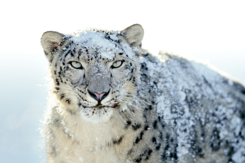Screenshot №1 pro téma Snow Leopard 480x320