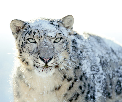 Snow Leopard wallpaper 480x400