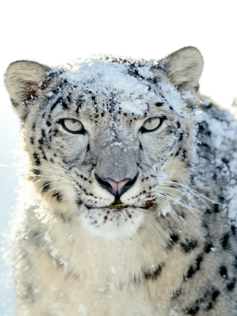 Screenshot №1 pro téma Snow Leopard 480x640