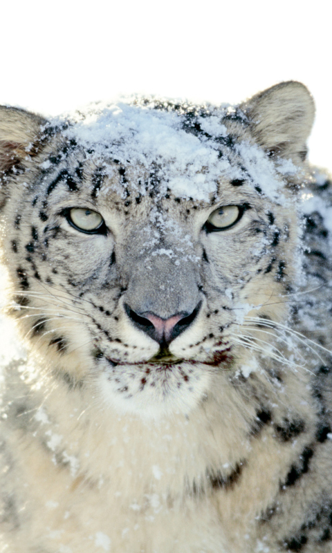 Snow Leopard wallpaper 480x800