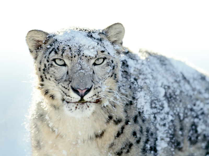Snow Leopard wallpaper 800x600