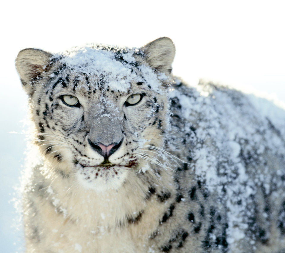 Snow Leopard wallpaper 960x854