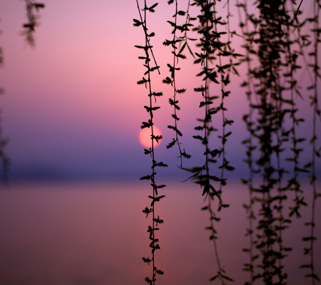 Sunset Through Branches wallpaper 1080x960