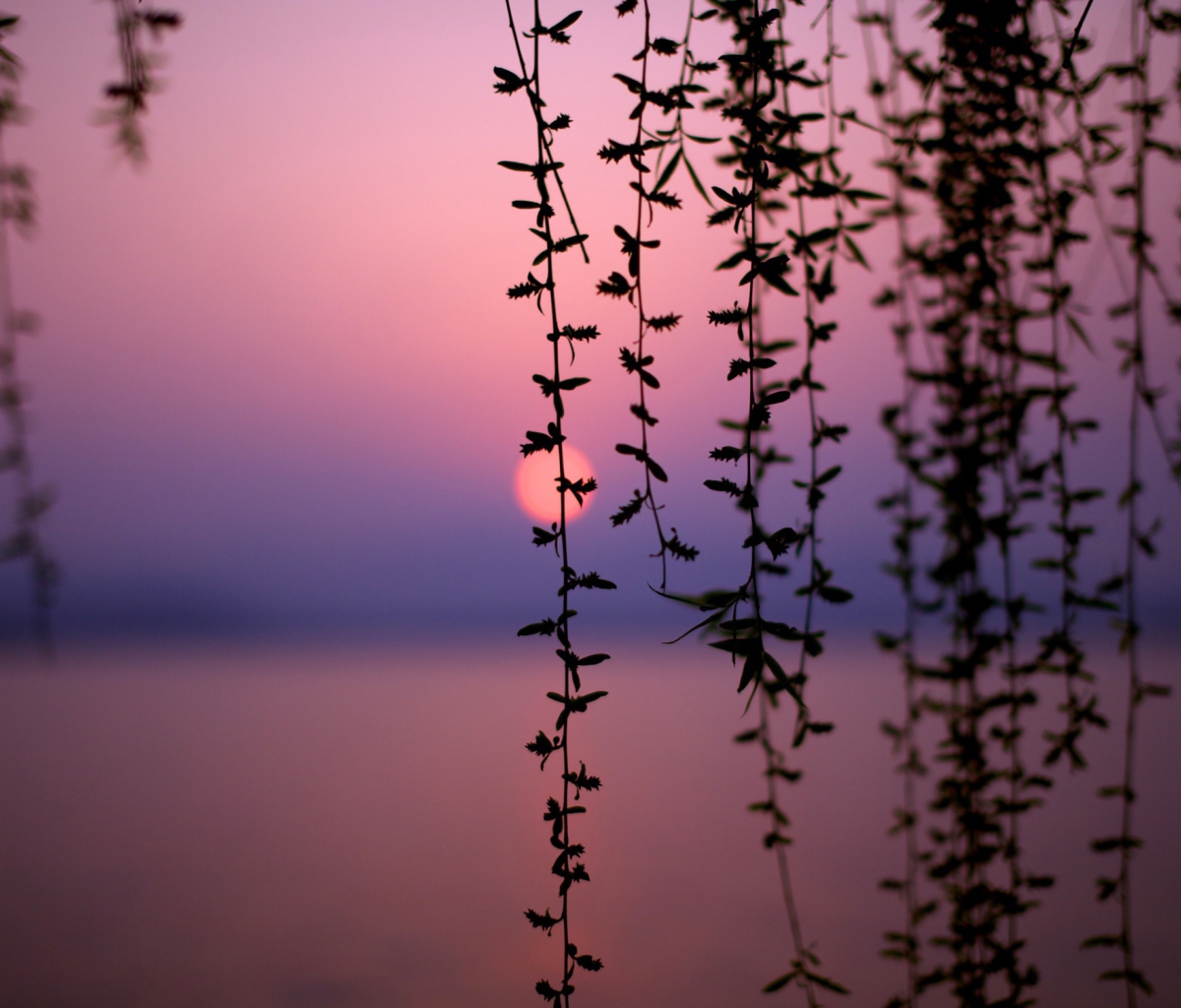 Das Sunset Through Branches Wallpaper 1200x1024